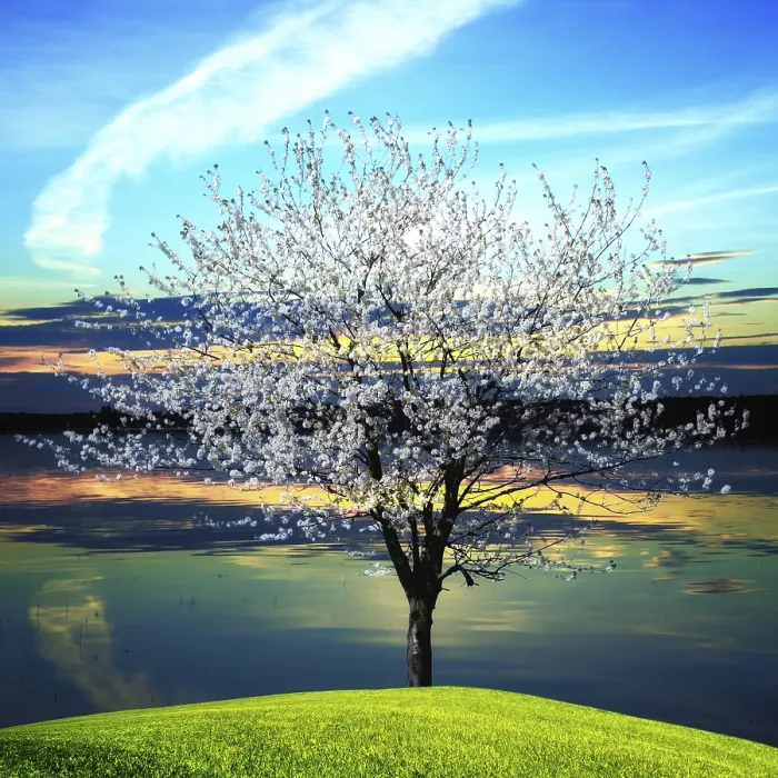 Gerahmter Druck : Blühender Baum am Sonnenuntergang. Gerahmter Druck : Blühender Baum am Sonnenuntergang.