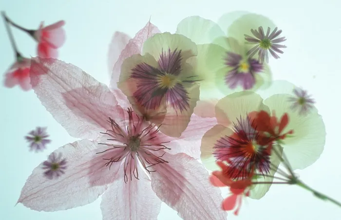 Gerahmter Druck : Blossoms Gerahmter Druck : Blossoms