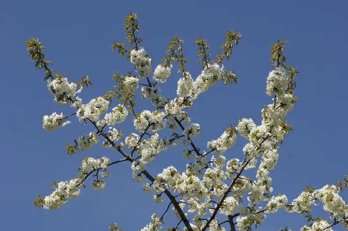Gerahmter Druck : Blüten an einer Kirsche. Gerahmter Druck : Blüten an einer Kirsche.