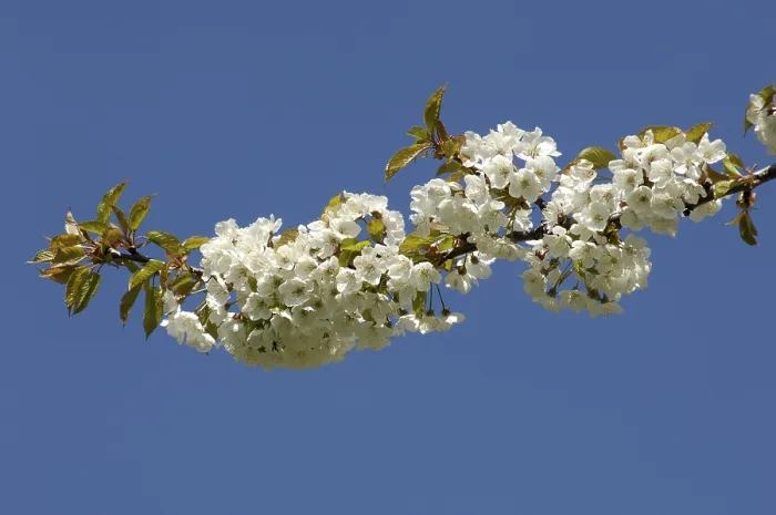 Gerahmter Druck : Blüten an einer Kirsche Gerahmter Druck : Blüten an einer Kirsche