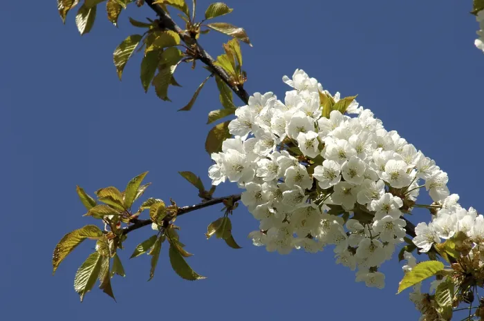 Gerahmter Druck : Blüten an einer Kirsche. Gerahmter Druck : Blüten an einer Kirsche.