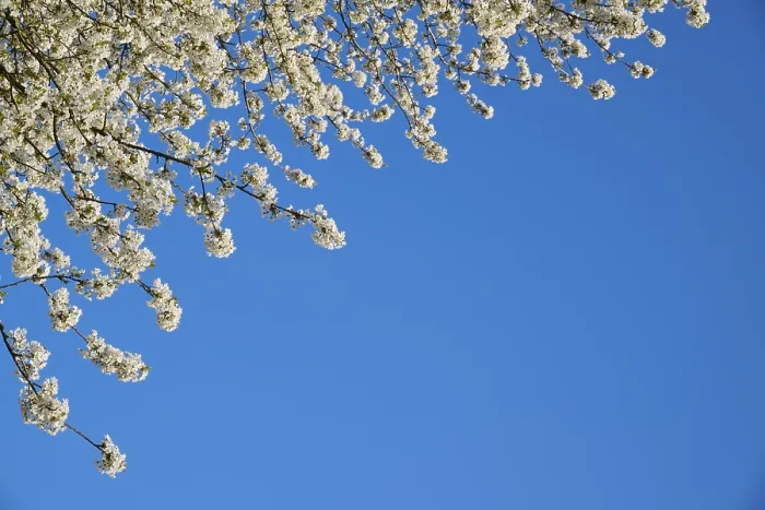 Gerahmter Druck : Blüten, Kirschbaum, Frühling, Preunschen Gerahmter Druck : Blüten, Kirschbaum, Frühling, Preunschen