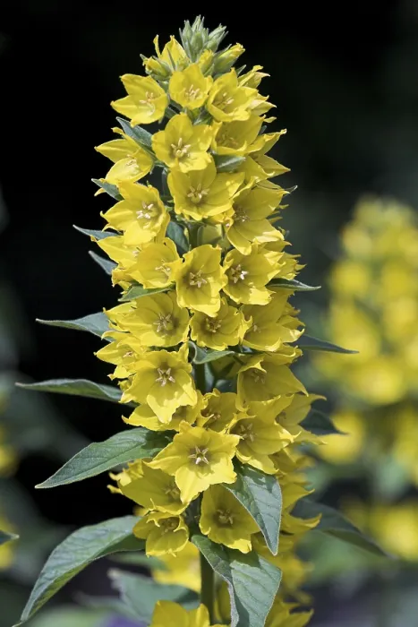 Gerahmter Druck : Blüten der Gewöhnlichen Abend-Lilie Gerahmter Druck : Blüten der Gewöhnlichen Abend-Lilie