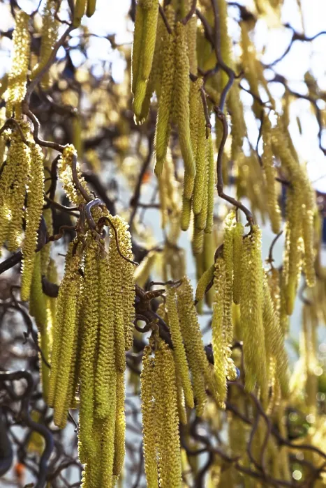 Gerahmter Druck : Die Blüten eines Haselstrauchs im Frühling. Gerahmter Druck : Die Blüten eines Haselstrauchs im Frühling.