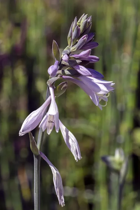 Gerahmter Druck : Blüten einer Hosta (Hosta), Bayern, Deutschland. Gerahmter Druck : Blüten einer Hosta (Hosta), Bayern, Deutschland.