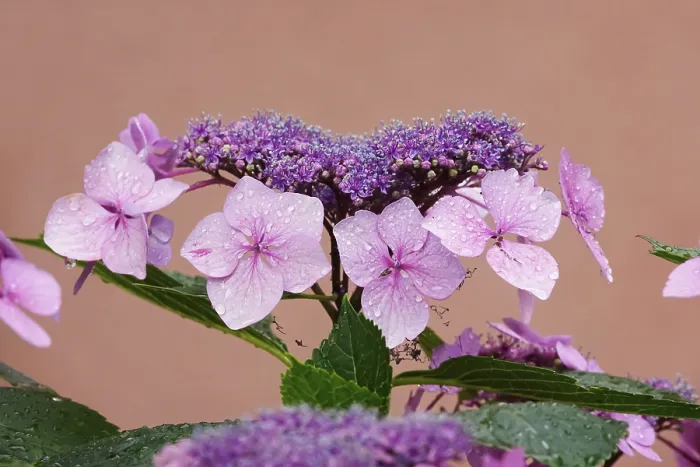 Gerahmter Druck : Blüten einer Hydrangea mit Wassertröpfchen. Gerahmter Druck : Blüten einer Hydrangea mit Wassertröpfchen.