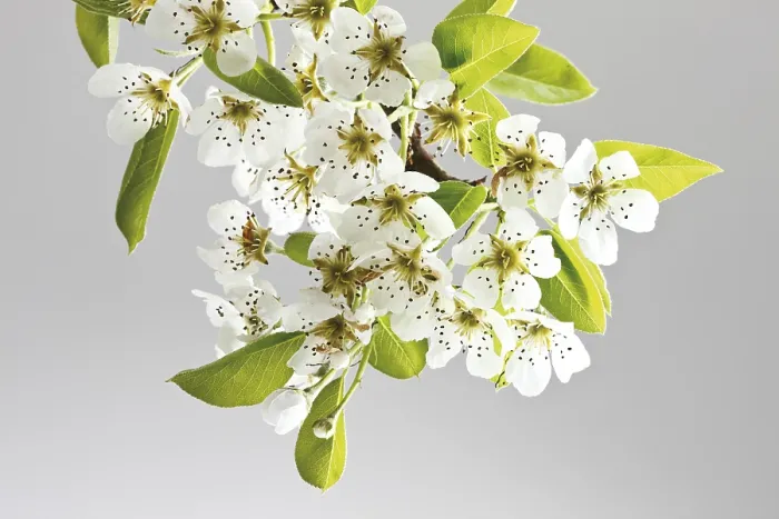 Gerahmter Druck : Blüten einer Birne (Pyrus) Gerahmter Druck : Blüten einer Birne (Pyrus)
