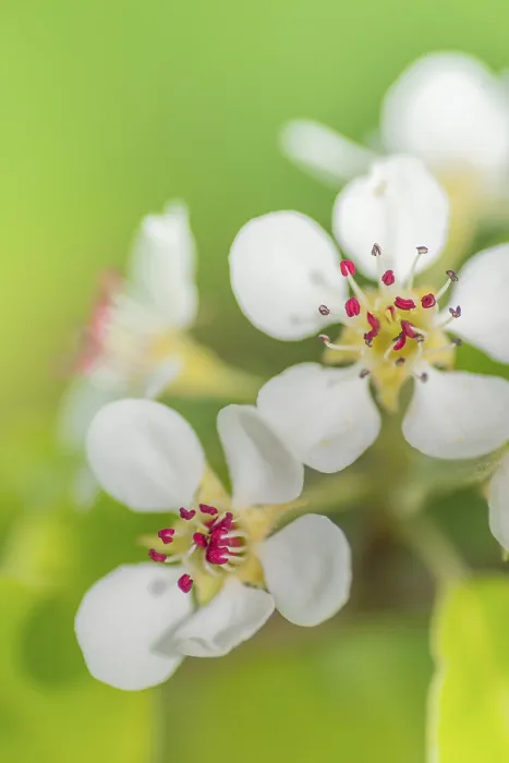 Gerahmter Druck : Blüten einer Pflaume (Pyrus), Fruchtbaum. Gerahmter Druck : Blüten einer Pflaume (Pyrus), Fruchtbaum.