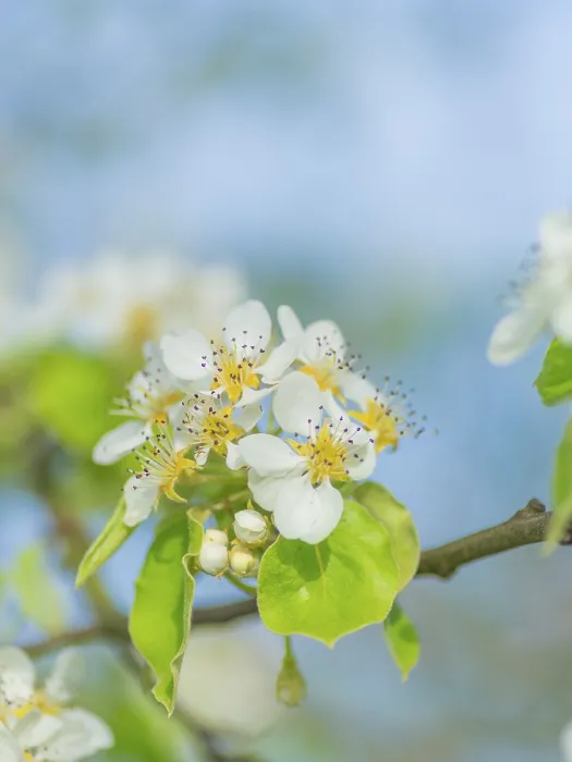 Gerahmter Druck : Blüten einer Pflaume (Pyrus), Fruchtbaum. Gerahmter Druck : Blüten einer Pflaume (Pyrus), Fruchtbaum.