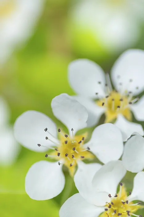 Gerahmter Druck : Blüten einer Pflaume (Pyrus), Fruchtbaum. Gerahmter Druck : Blüten einer Pflaume (Pyrus), Fruchtbaum.