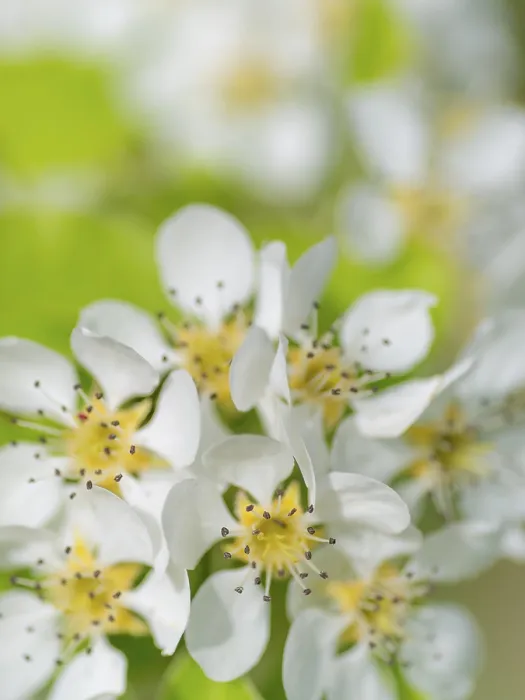 Gerahmter Druck : Blüten einer Pflaume (Pyrus), Fruchtbaum. Gerahmter Druck : Blüten einer Pflaume (Pyrus), Fruchtbaum.