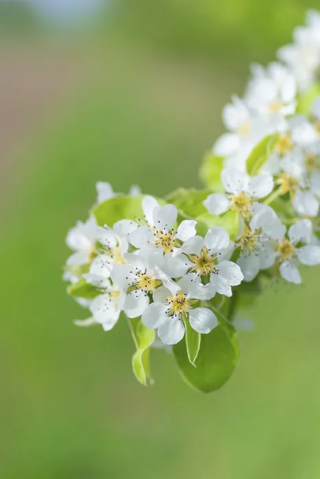Gerahmter Druck : Blüten einer Pflaume (Pyrus), Fruchtbaum. Gerahmter Druck : Blüten einer Pflaume (Pyrus), Fruchtbaum.