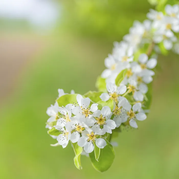 Gerahmter Druck : Blüten einer Pflaume (Pyrus), Fruchtbaum. Gerahmter Druck : Blüten einer Pflaume (Pyrus), Fruchtbaum.