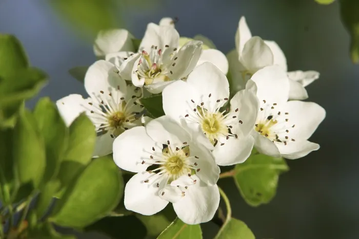 Gerahmter Druck : Blüten eines Pflaumenbaums Gerahmter Druck : Blüten eines Pflaumenbaums