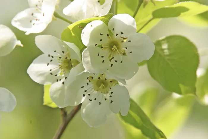 Gerahmter Druck : Blüten eines Pflaumenbaums Gerahmter Druck : Blüten eines Pflaumenbaums