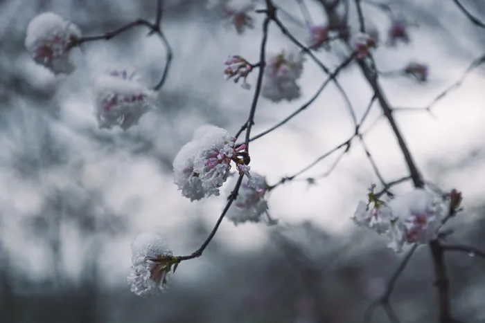 Gerahmter Druck : Blüten mit Schnee, Winter, Ternitz. Gerahmter Druck : Blüten mit Schnee, Winter, Ternitz.