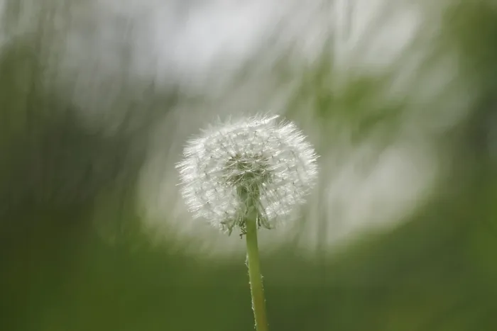Gerahmter Druck : Blowball, Deutschland Gerahmter Druck : Blowball, Deutschland