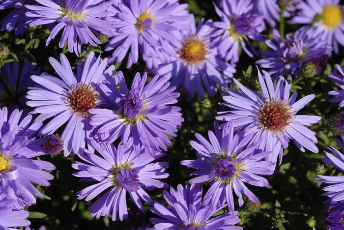 Gerahmter Druck : Blauer Stern (Aster dumosus) Gerahmter Druck : Blauer Stern (Aster dumosus)