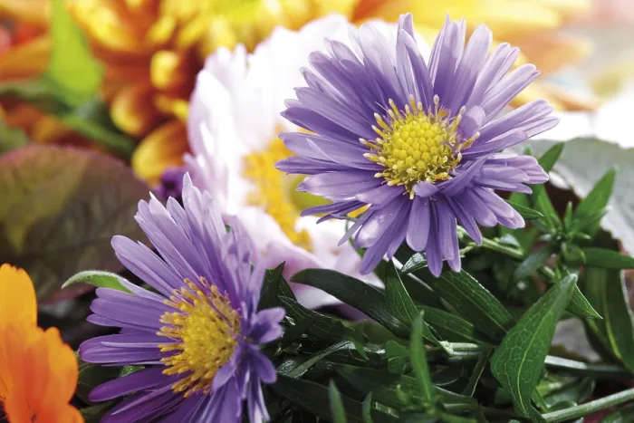 Gerahmter Druck : Blauer Herbstaster (Aster) Gerahmter Druck : Blauer Herbstaster (Aster)
