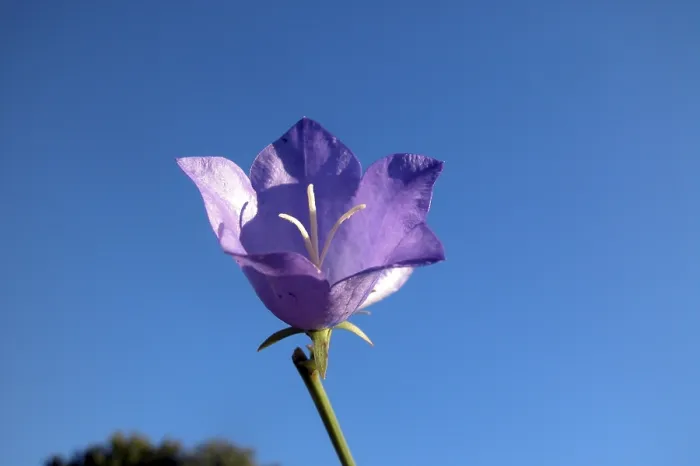 Gerahmter Druck : Blauer Glockenblume Gerahmter Druck : Blauer Glockenblume