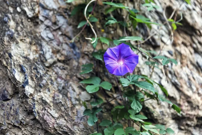 Gerahmter Druck : Blauer Windenfarn (Ipomoea) in Barcelona, Spanien Gerahmter Druck : Blauer Windenfarn (Ipomoea) in Barcelona, Spanien
