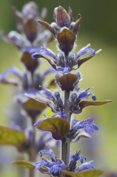 Gerahmter Druck : Blauer Mohn, Bugelherb, Blaumohn Gerahmter Druck : Blauer Mohn, Bugelherb, Blaumohn