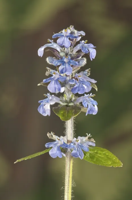 Gerahmter Druck : Blauer Ehrenpreis, Ehrenpreis, Blaues Berufskraut Gerahmter Druck : Blauer Ehrenpreis, Ehrenpreis, Blaues Berufskraut