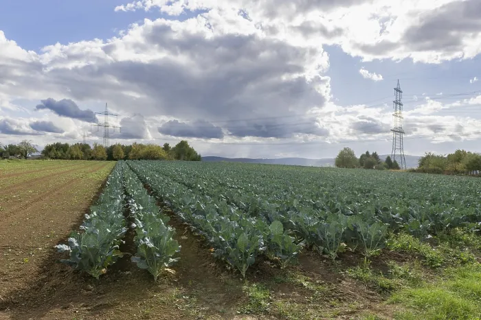 Gerahmter Druck : Blauer Kohl im Feld, Übertragungsleitungen. Gerahmter Druck : Blauer Kohl im Feld, Übertragungsleitungen.