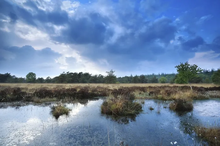 Gerahmter Druck : Blaue Wolkenlandschaft über wildem Sumpf. Gerahmter Druck : Blaue Wolkenlandschaft über wildem Sumpf.