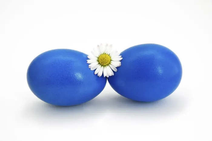 Gerahmter Druck : Zwei blaue Eier, Ostereier mit Veilchen. Gerahmter Druck : Zwei blaue Eier, Ostereier mit Veilchen.