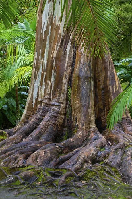 Gerahmter Druck : Blauer Eukalyptus, auch Gemeiner Eukalyptus. Gerahmter Druck : Blauer Eukalyptus, auch Gemeiner Eukalyptus.