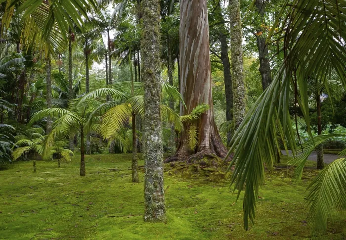 Gerahmter Druck : Blauer Eukalyptus, auch Gemeiner Eukalyptus Gerahmter Druck : Blauer Eukalyptus, auch Gemeiner Eukalyptus