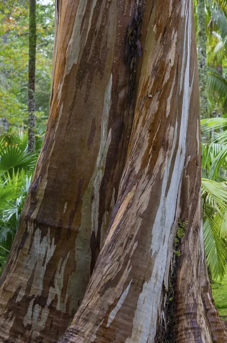 Gerahmter Druck : Blauer Eukalyptus, auch Gemeiner Eukalyptus. Gerahmter Druck : Blauer Eukalyptus, auch Gemeiner Eukalyptus.