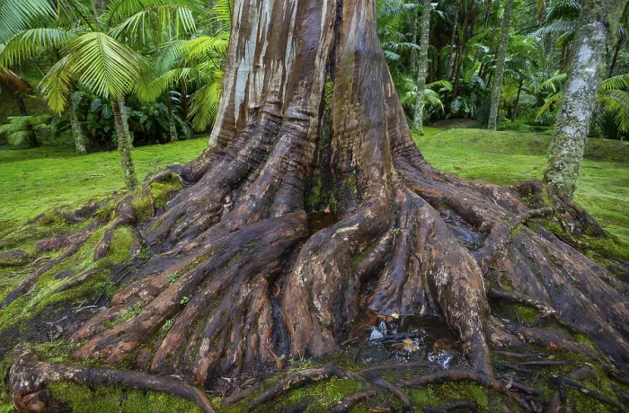 Gerahmter Druck : Blauer Eukalyptus, auch Gemeiner Eukalyptus. Gerahmter Druck : Blauer Eukalyptus, auch Gemeiner Eukalyptus.