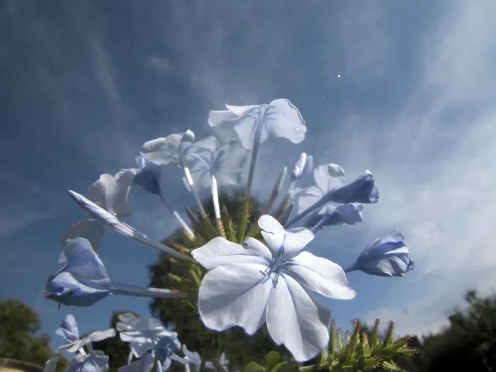 Gerahmter Druck : Blauer Blume Gerahmter Druck : Blauer Blume