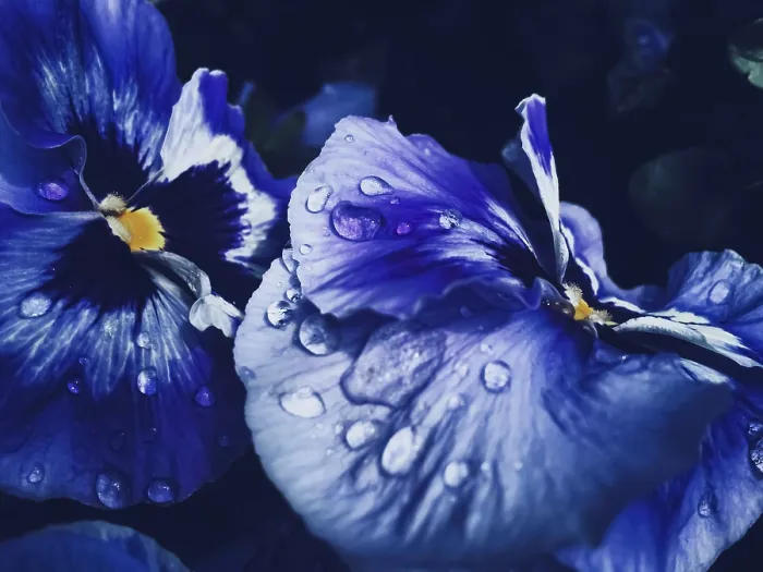 Gerahmter Druck : Blaue Blume auf dunklem Hintergrund. Gerahmter Druck : Blaue Blume auf dunklem Hintergrund.