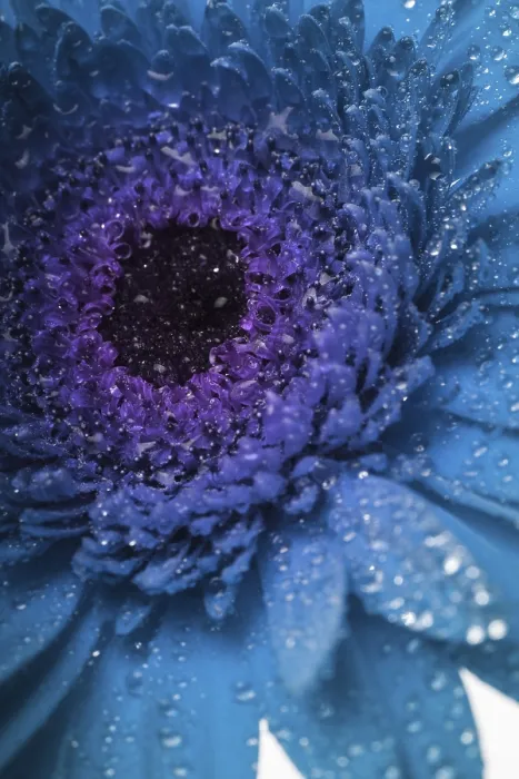 Gerahmter Druck : Blauer Gerbera mit Makro-Tropfen als Hintergrund. Gerahmter Druck : Blauer Gerbera mit Makro-Tropfen als Hintergrund.