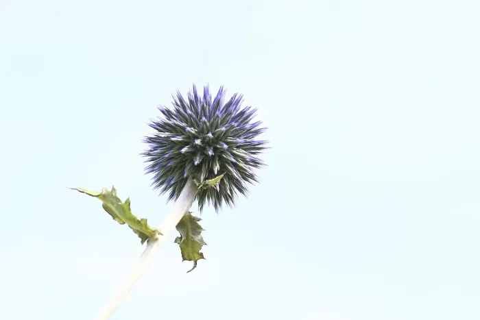 Gerahmter Druck : Blauer Globthymian (Echinops ritro) Gerahmter Druck : Blauer Globthymian (Echinops ritro)