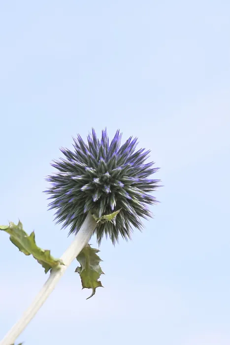 Gerahmter Druck : Blauer Globthymian (Echinops ritro) Gerahmter Druck : Blauer Globthymian (Echinops ritro)
