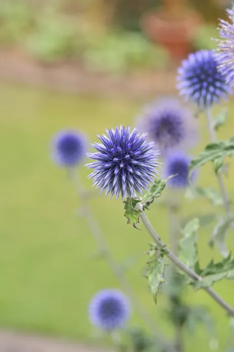 Gerahmter Druck : Blauer Globthymian (Echinops ritro) Gerahmter Druck : Blauer Globthymian (Echinops ritro)