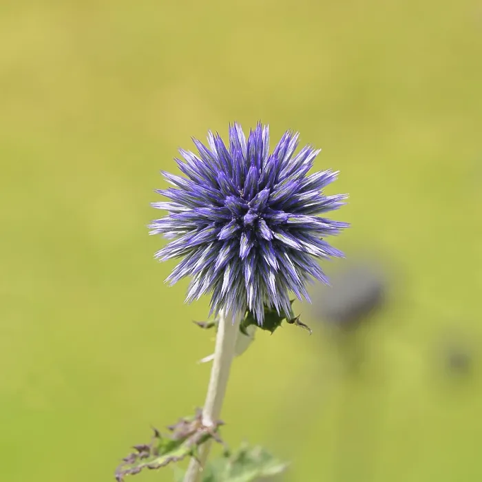 Gerahmter Druck : Blauer Globthymian (Echinops ritro) Gerahmter Druck : Blauer Globthymian (Echinops ritro)