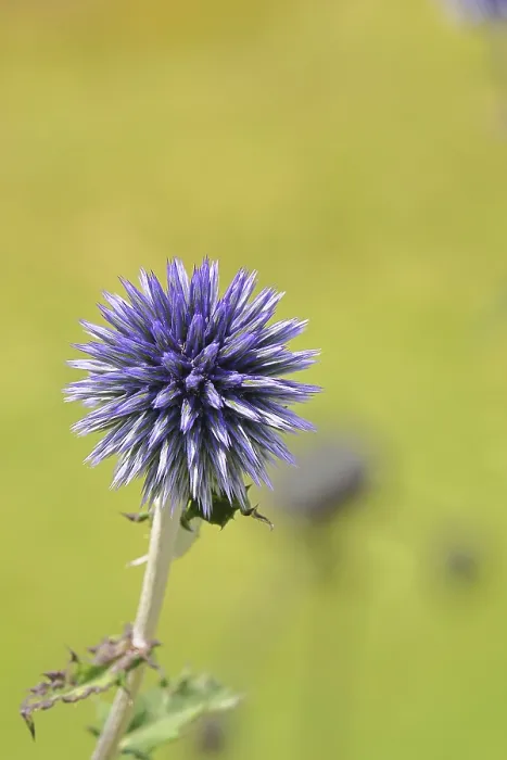 Gerahmter Druck : Blauer Globthymian (Echinops ritro) Gerahmter Druck : Blauer Globthymian (Echinops ritro)