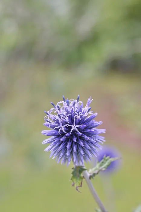 Gerahmter Druck : Blauer Globthymian (Echinops ritro) Gerahmter Druck : Blauer Globthymian (Echinops ritro)