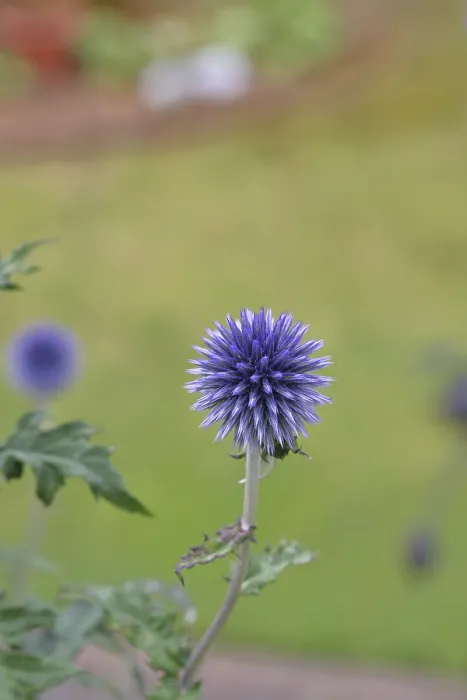 Gerahmter Druck : Blauer Globthymian (Echinops ritro) Gerahmter Druck : Blauer Globthymian (Echinops ritro)