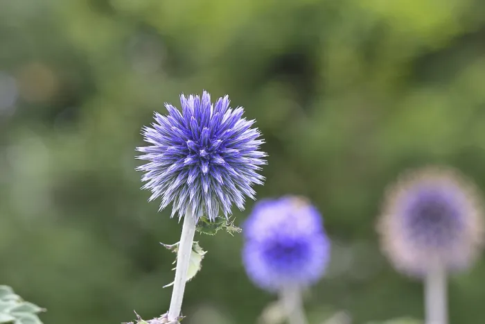Gerahmter Druck : Blauer Globthymian (Echinops ritro) Gerahmter Druck : Blauer Globthymian (Echinops ritro)