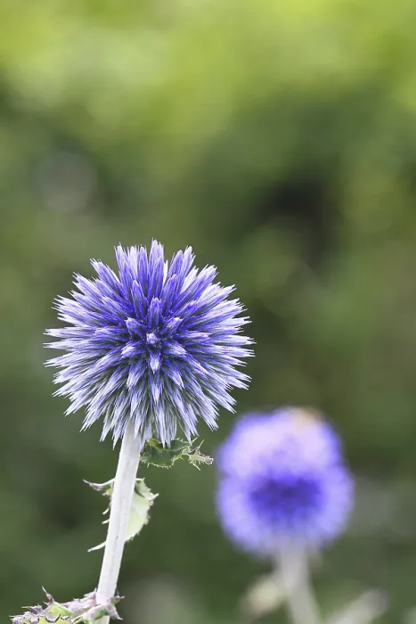 Gerahmter Druck : Blauer Globthymian (Echinops ritro) Gerahmter Druck : Blauer Globthymian (Echinops ritro)