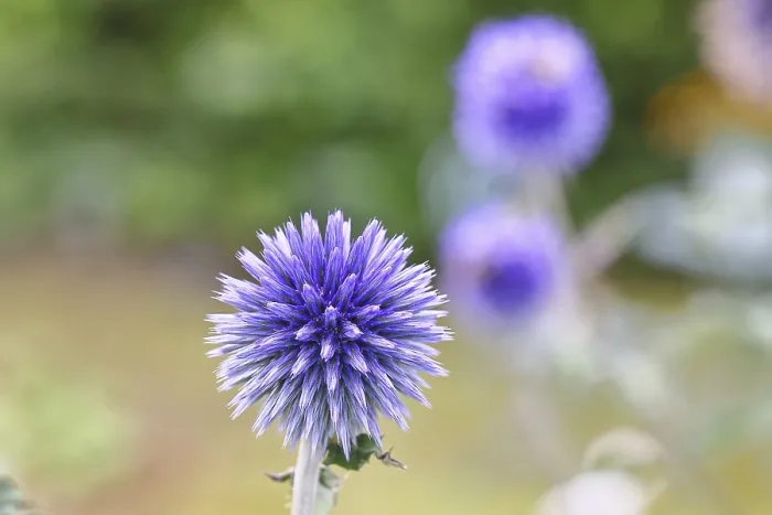 Gerahmter Druck : Blauer Globthymian (Echinops ritro) Gerahmter Druck : Blauer Globthymian (Echinops ritro)