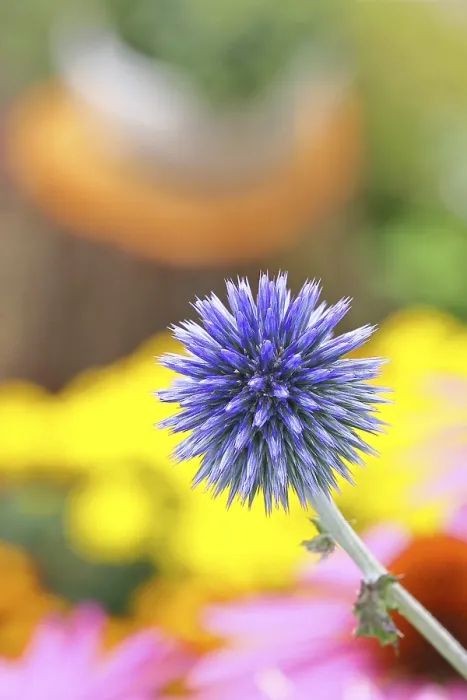 Gerahmter Druck : Blauer Globthymian (Echinops ritro) Gerahmter Druck : Blauer Globthymian (Echinops ritro)