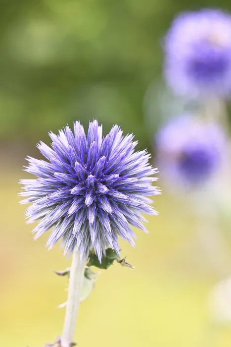 Gerahmter Druck : Blauer Globthymian (Echinops ritro) Gerahmter Druck : Blauer Globthymian (Echinops ritro)