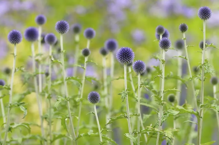 Gerahmter Druck : Blauer Globthymian (Echinops sp) Gerahmter Druck : Blauer Globthymian (Echinops sp)